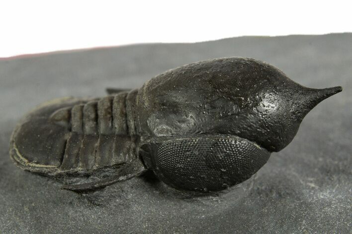 Pelagic Trilobite (Cyclopyge) Fossil - Huge Eyes #344599